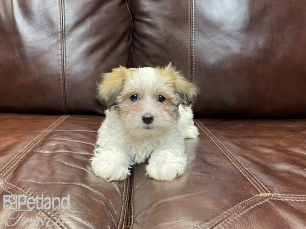 Havanese-DOG-Male-Sable and White-27280-Petland Frisco & Mckinney, Texas