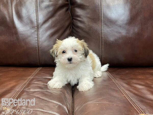 Havanese-DOG-Male-Sable and White-27281-Petland Frisco & Mckinney, Texas