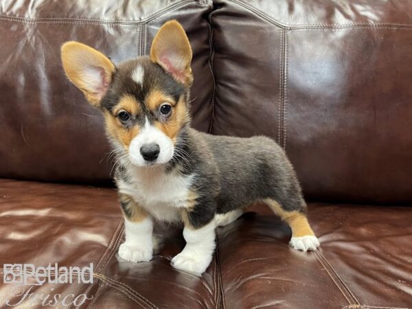 Pembroke Welsh Corgi-DOG-Male-Black and Tan-27282-Petland Frisco, Texas