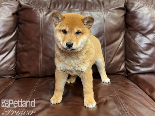Shiba Inu-DOG-Female-Red-27283-Petland Frisco & Mckinney, Texas