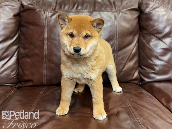 Shiba Inu-DOG-Female-Red-27283-Petland Frisco, Texas