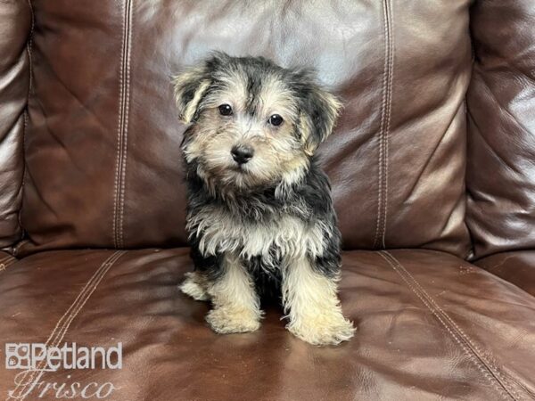 Morkie-DOG-Male-Black & Tan-27284-Petland Frisco & Mckinney, Texas