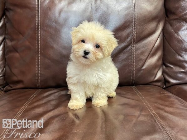 Morkie DOG Male Cream 27285 Petland Frisco & Mckinney, Texas