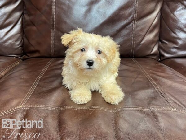 Morkie DOG Male Cream 27286 Petland Frisco & Mckinney, Texas