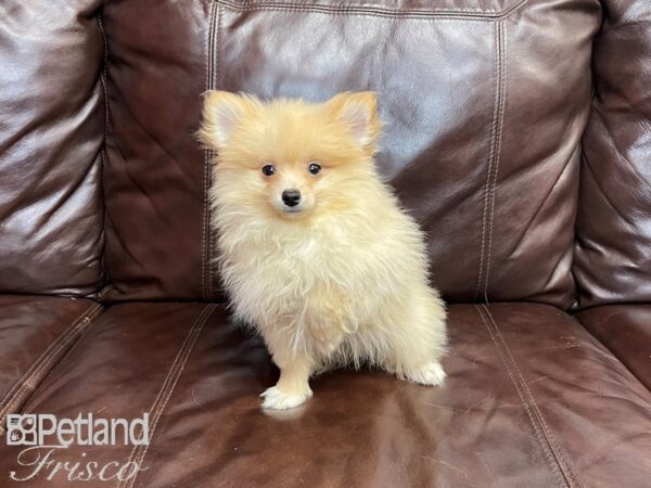 Pomeranian-DOG-Male-Cream-27287-Petland Frisco & Mckinney, Texas
