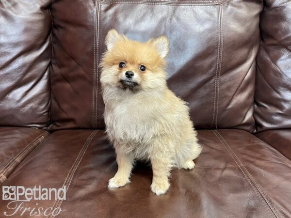 Pomeranian-DOG-Female-Cream-27288-Petland Frisco & Mckinney, Texas