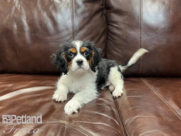 Cavalier King Charles Spaniel-DOG-Male-Tri-27289-Petland Frisco & Mckinney, Texas