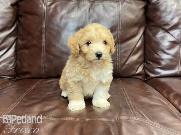 Havapoo-DOG-Male--27294-Petland Frisco, Texas