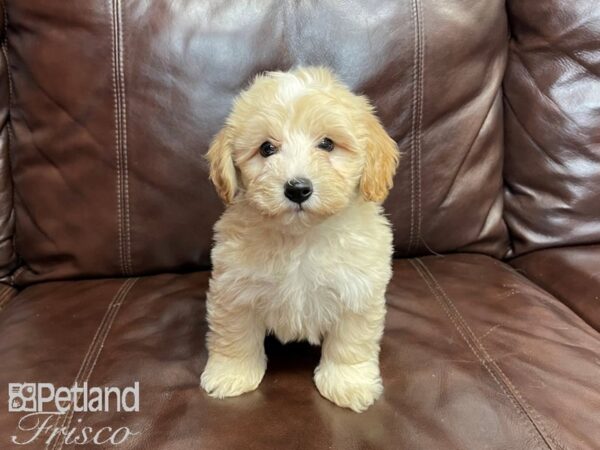 Havapoo-DOG-Male--27295-Petland Frisco & Mckinney, Texas