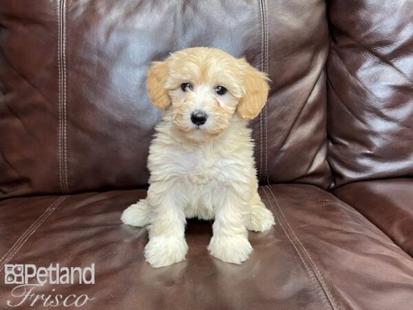 Havapoo-DOG-Female--27296-Petland Frisco & Mckinney, Texas