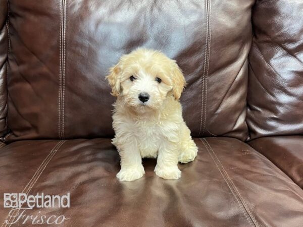 Havapoo-DOG-Female--27297-Petland Frisco, Texas