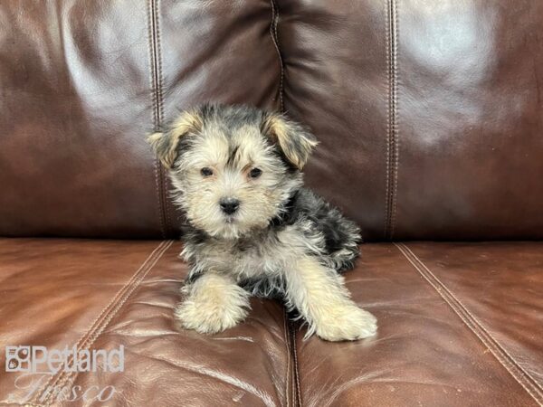 Morkie-DOG-Male-Blk & Tan-27298-Petland Frisco, Texas