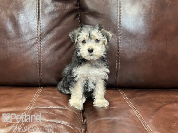 Morkie-DOG-Male-Blk & Tan-27299-Petland Frisco & Mckinney, Texas