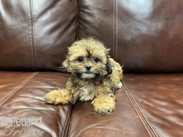 Shihpoo DOG Female Sable 27293 Petland Frisco, Texas