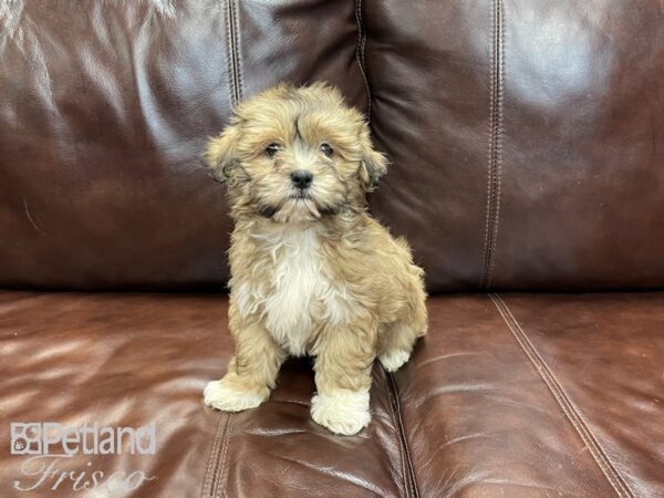 Shihpoo DOG Male Sable 27292 Petland Frisco, Texas