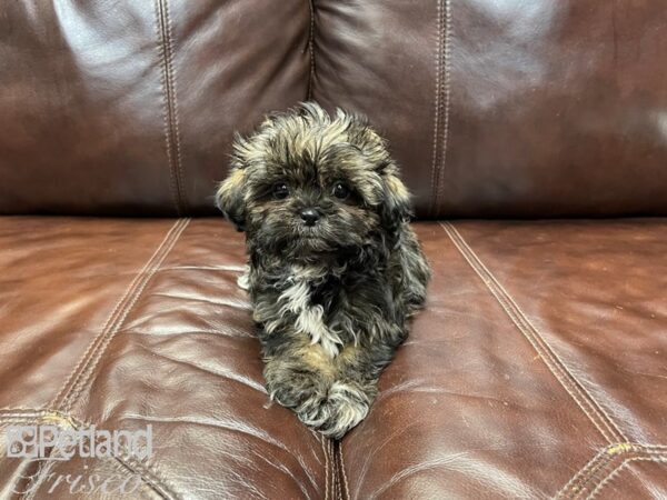 Shihpoo-DOG-Female-Brindle-27291-Petland Frisco, Texas