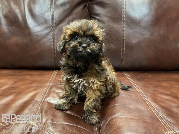 Shihpoo DOG Female Brindle 27290 Petland Frisco, Texas