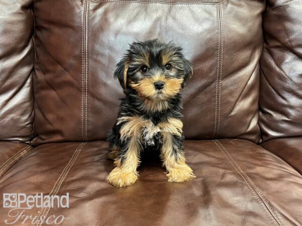 Yorkshire Terrier-DOG-Male-BLK TAN-27316-Petland Frisco & Mckinney, Texas