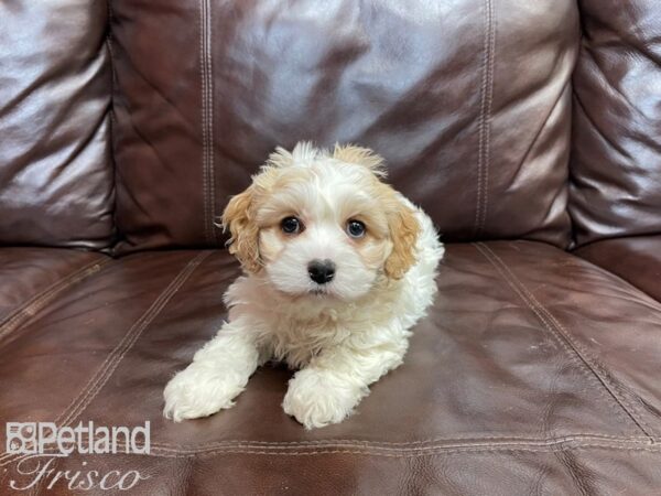 Cavachon DOG Female Blenhiem 27301 Petland Frisco, Texas