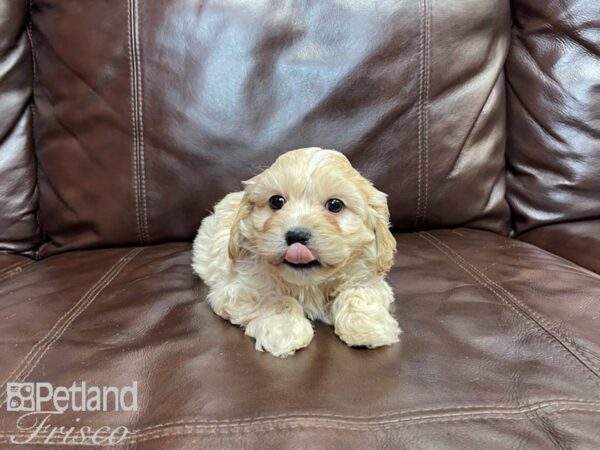 Cavachon-DOG-Male-Light Red-27302-Petland Frisco & Mckinney, Texas