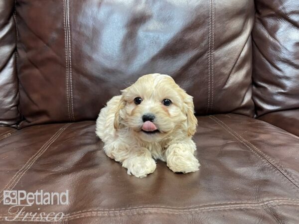 Cavachon DOG Male Light Red 27302 Petland Frisco, Texas