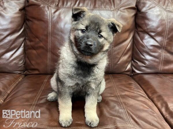 Norwegian Elkhound DOG Female Sable 27304 Petland Frisco, Texas