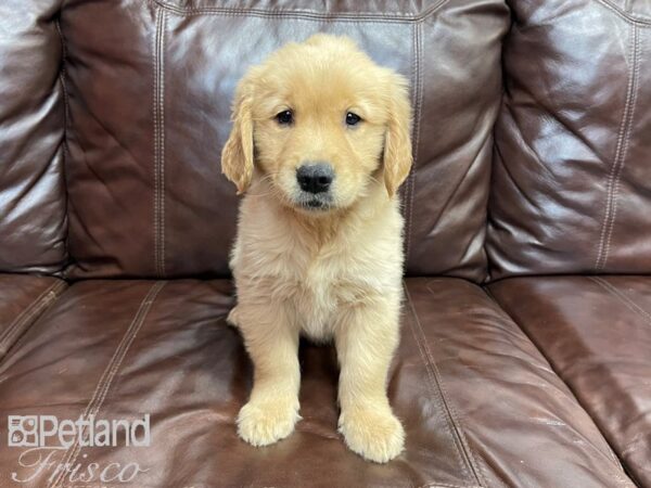 Golden Retriever-DOG-Male-Golden-27305-Petland Frisco & Mckinney, Texas