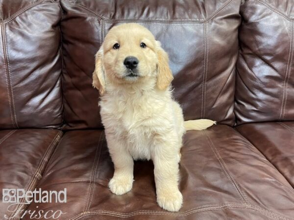 Golden Retriever-DOG-Male-Golden-27306-Petland Frisco & Mckinney, Texas
