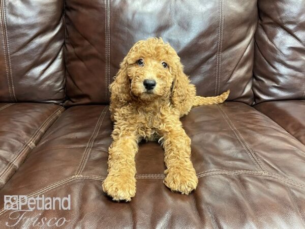 F1B Mini Goldendoodle-DOG-Female-Dark Red-27307-Petland Frisco, Texas