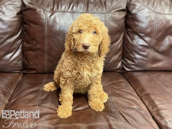 F1B Mini Goldendoodle-DOG-Female-Dark Red-27308-Petland Frisco, Texas