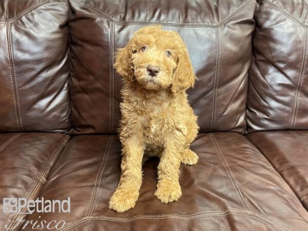 F1B Mini Goldendoodle-DOG-Female-Dark Red-27309-Petland Frisco & Mckinney, Texas
