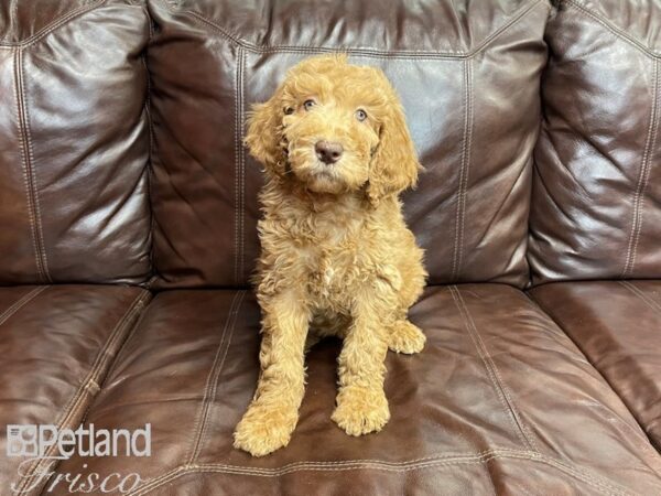 F1B Mini Goldendoodle-DOG-Female-Dark Red-27309-Petland Frisco, Texas