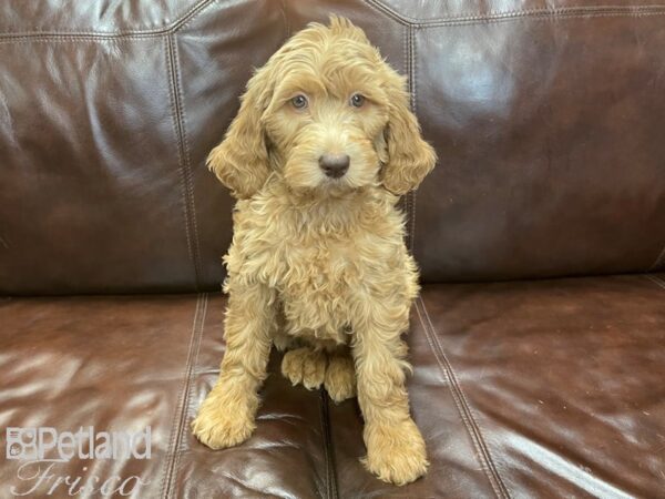 F1B Mini Goldendoodle-DOG-Female-Dark Red-27310-Petland Frisco, Texas