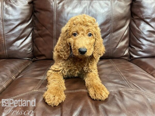 F1B Mini Goldendoodle-DOG-Male-Dark Red-27311-Petland Frisco & Mckinney, Texas