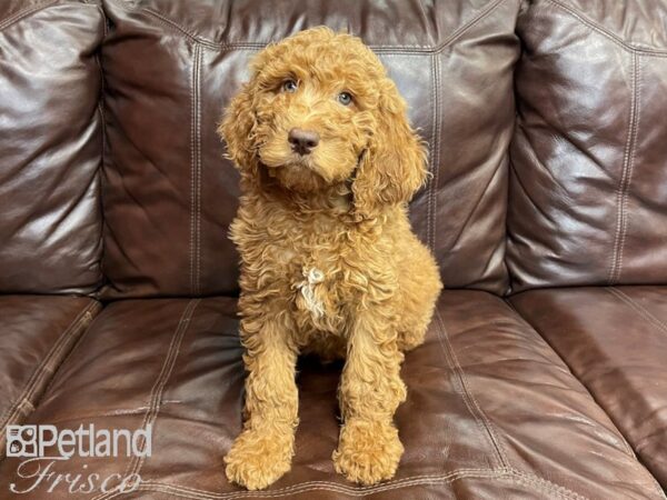 F1B Mini Goldendoodle-DOG-Male-Dark Red-27312-Petland Frisco & Mckinney, Texas