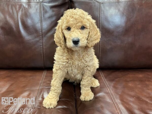 Standard Poodle DOG Male Apricot 27313 Petland Frisco, Texas