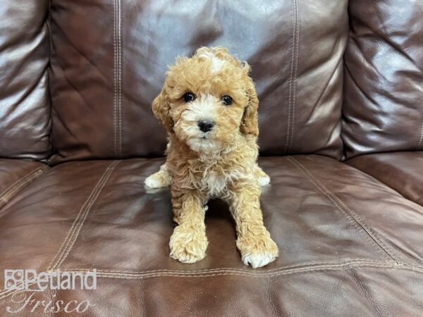 Cockadoodle-DOG-Male-red-27314-Petland Frisco & Mckinney, Texas