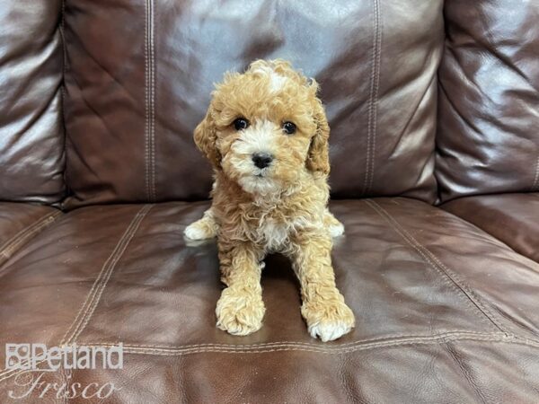 Cockadoodle DOG Male red 27314 Petland Frisco, Texas