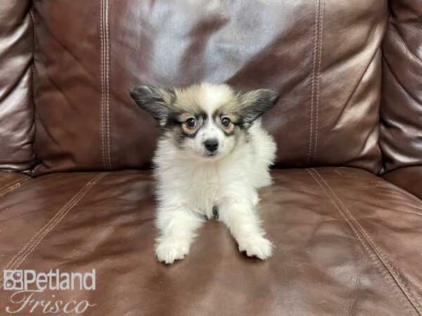 Papillon-DOG-Male-SABLE WH-27315-Petland Frisco & Mckinney, Texas