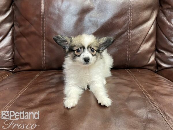 Papillon DOG Male SABLE WH 27315 Petland Frisco, Texas