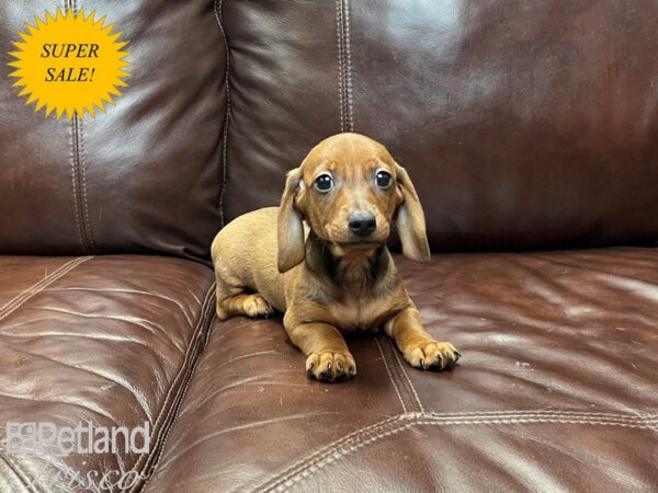 Miniature Dachshund-DOG-Male--26983-Petland Frisco, Texas