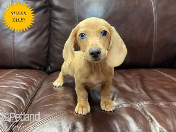 Miniature Dachshund-DOG-Male-RED-27111-Petland Frisco & Mckinney, Texas
