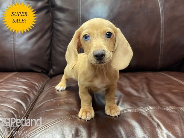 Miniature Dachshund-DOG-Male-RED-27111-Petland Frisco, Texas