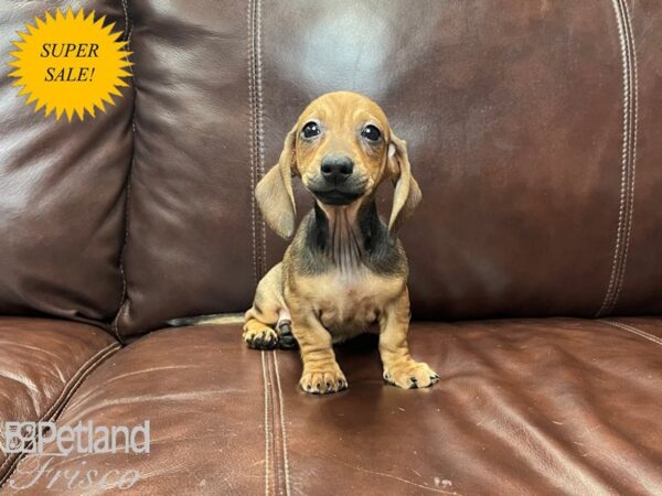 Miniature Dachshund-DOG-Female-RED-27116-Petland Frisco & Mckinney, Texas