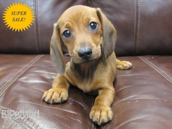 Dachshund DOG Female Red 27141 Petland Frisco, Texas