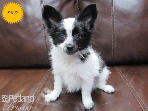 Papillon DOG Female White and Black 27153 Petland Frisco, Texas