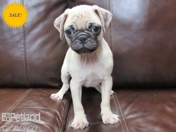 Pug DOG Male Fawn 27158 Petland Frisco & Mckinney, Texas