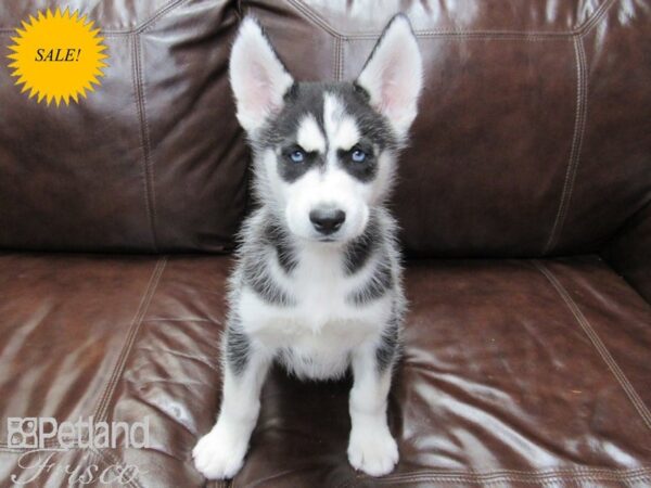 Siberian Husky-DOG-Male-Black & White-27166-Petland Frisco, Texas