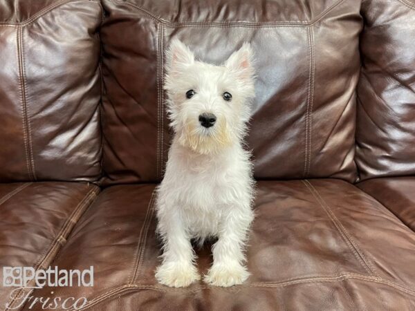Miniature Schnauzer-DOG-Male-White-27317-Petland Frisco & Mckinney, Texas