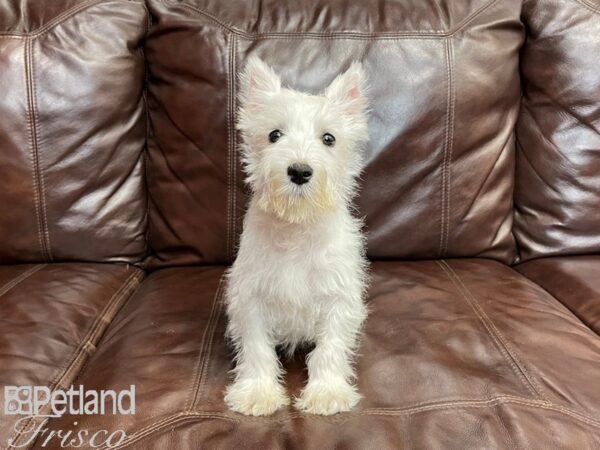 Miniature Schnauzer-DOG-Male-White-27317-Petland Frisco, Texas